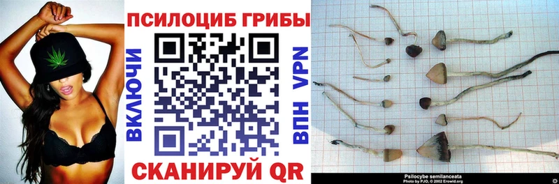 Купить закладки  Духовщина  Галлюциногенные грибы Psilocybe 